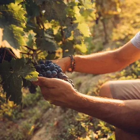 Babo Conviviale Castagnole delle Lanze