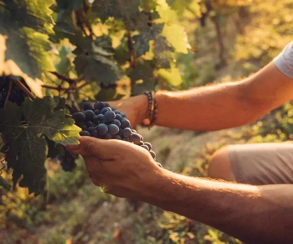 Babo Conviviale Castagnole delle Lanze